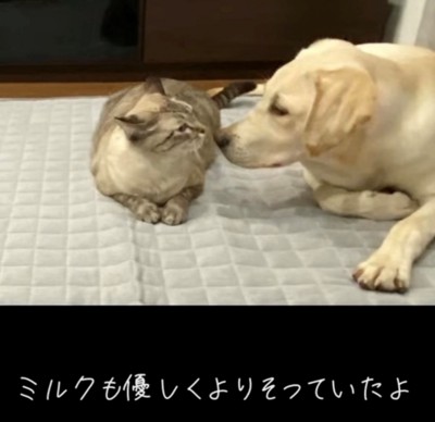 顔を近づける猫と犬