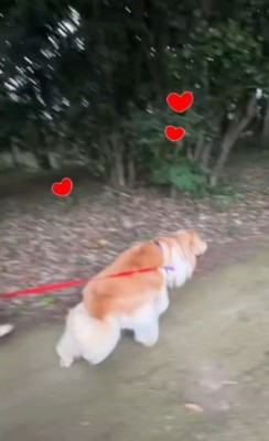 男性を見て来た道を引き返す兄犬
