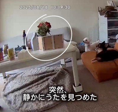 遺影を見つめる2匹