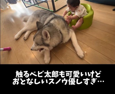赤ちゃんのそばでくつろぐ犬