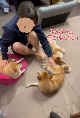 豆柴たちを順番に撫でる次女