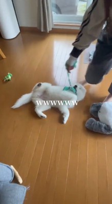 ハーネスとリードを着けられて床の上に寝転がる犬