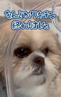 虚無顔の犬