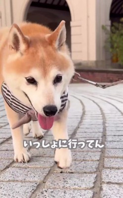 認知症でもお散歩は好き