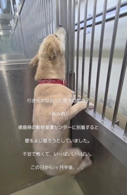 犬舎の壁をよじ登ろうとしていた