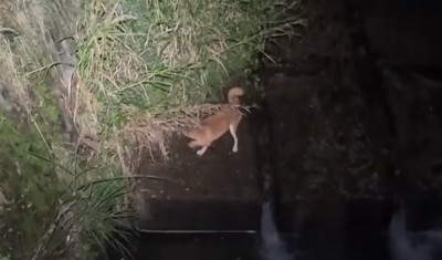 草むらの方へ体を向ける犬