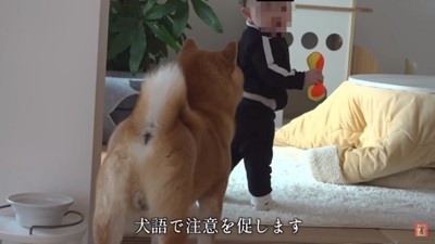 犬語で注意をするはちくん