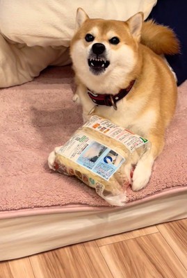 ポポちゃんとの思い出