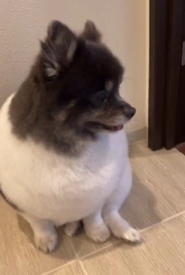 トリミングを終えたら…