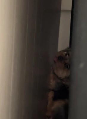 ペチャンコになったお嬢ちゃん