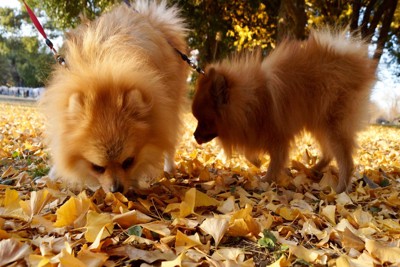 いちょうの絨毯とポメラニアン