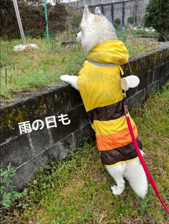 野良猫を探すROSEちゃん2