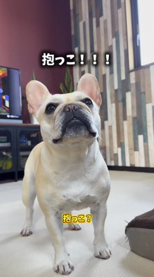 飼い主の言葉を聞いて見上げる犬