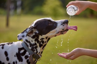 ボトルの水を飲む犬
