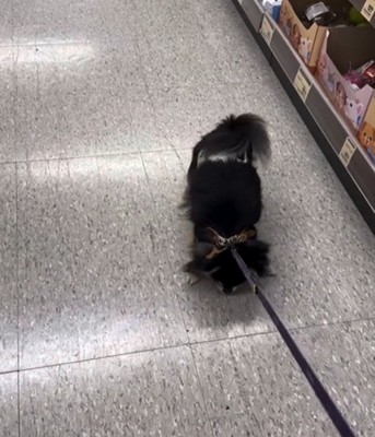 引っ張られる犬