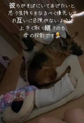 赤ちゃんのそばにきた2匹