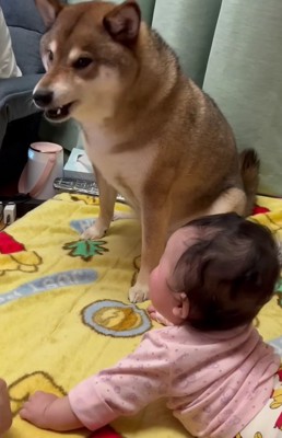 先輩気分のおはぎちゃん