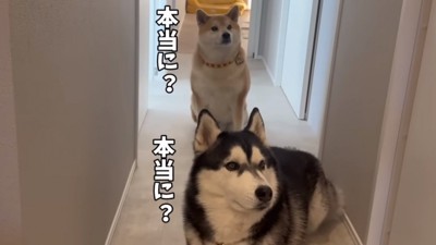 こちらを見つめる犬2匹