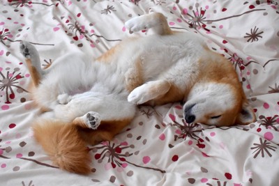 ヘソ天して寝る柴犬