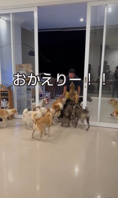 32匹の保護犬たちのお出迎え4