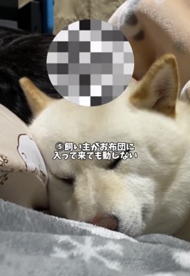 飼い主と布団に入って眠る犬