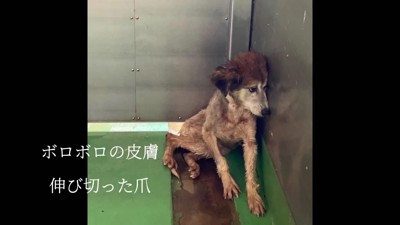 元野犬のビビちゃん