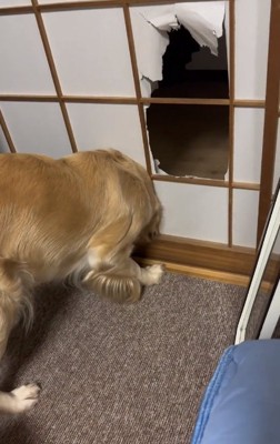 体をねじこむステラちゃん