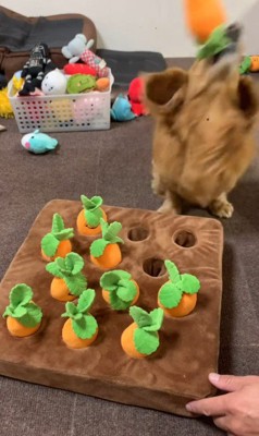 ララちゃんの人参収穫5