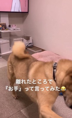 お手をする犬