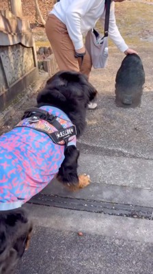 石に触る飼い主