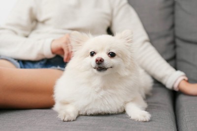 ソファーに人の隣に座る白い犬