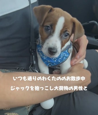 人に抱かれている子犬
