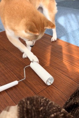 コロコロを要求するクウちゃん3