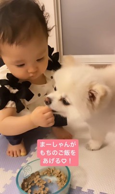 もちちゃんにご飯をあげるましろちゃん2