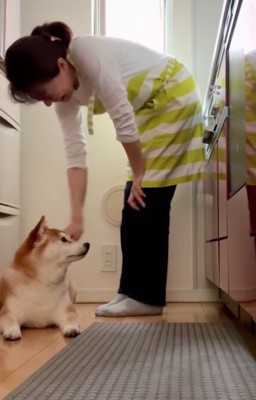 冷蔵庫前に伏せる柴犬