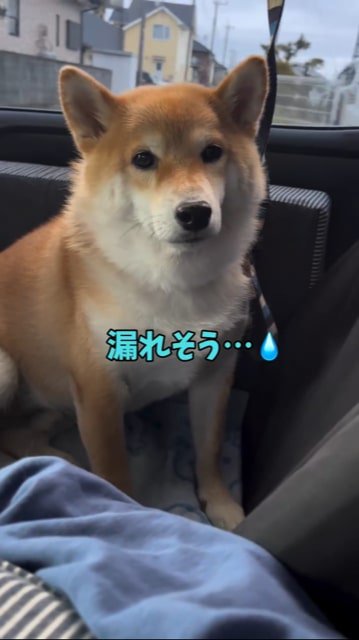 車の中に座る犬