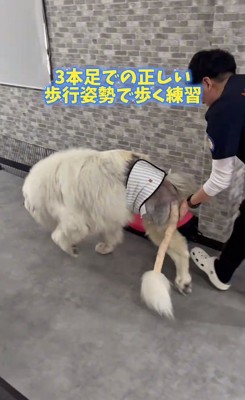 歩く練習をするワンコ