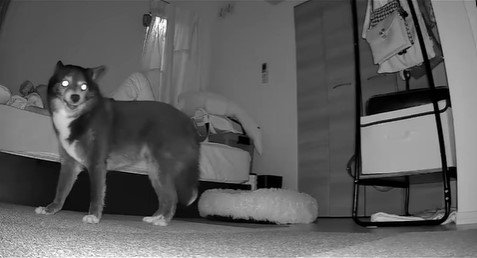 寝返りを打った時のミーシャちゃんの反応7