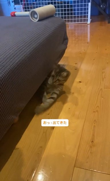 ソファーの下から出てくる子猫