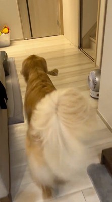 ガムのおやつを咥えながら、しっぽを振って移動する犬