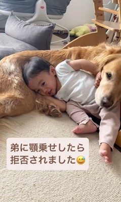 ラジャーくんが息子くんにあご乗せしてみたら6