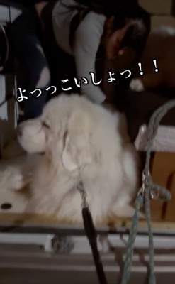 力を込めて動かそうとする