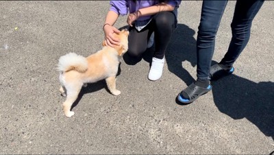 女の子に撫でられる犬