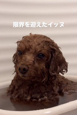 我に返るピノちゃん