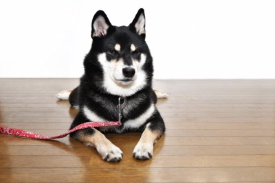 リードをつけた状態で座る柴犬