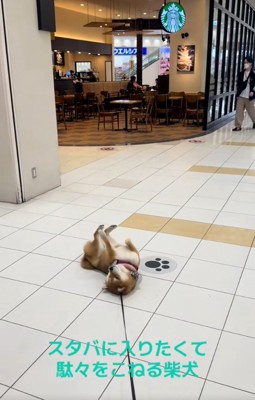 転がる茶々麻呂之介くん