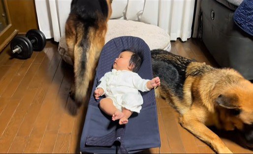 赤ちゃんとお兄ちゃん犬たち4