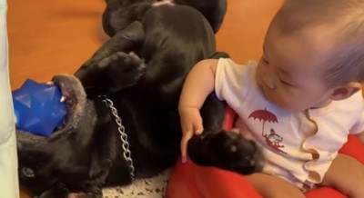 おもちゃをくわえる犬