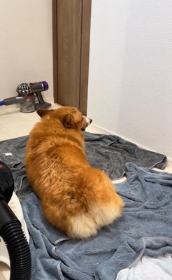 お風呂上がりのロイくん⑩