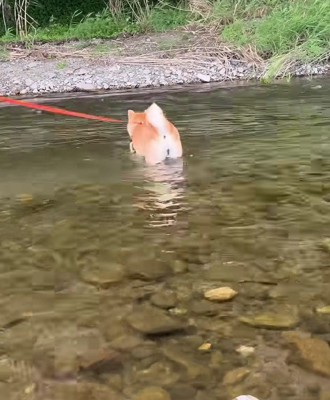 グングンと対岸へ